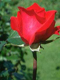 AWT IMAGE